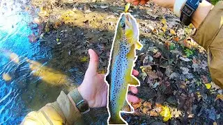 Little Juniata River - TROPHY Wild Brown Trout