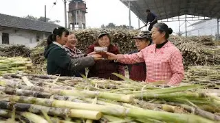 具有200多年历史的古法熬糖，今天熬糖师傅要熬2万斤甘蔗，看看能熬出多少糖！！【燕麦行游】