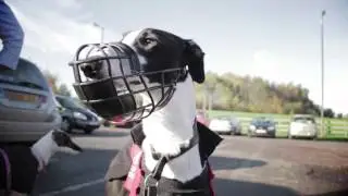 GAL - Support Adoption for Pets