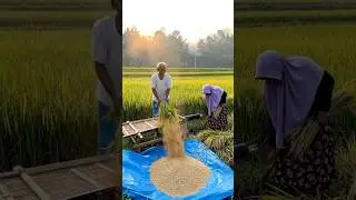 Elderly Couple Harvesting Rice in a Peaceful Village 🌾#shorts #shortvideo #nature