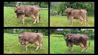 Flexible use of a multi-purpose tool by a cow