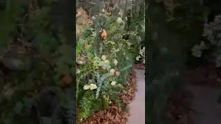 Estande estilo Garden flowers no Enflor 2025 #valmirpaesdesignfloral #flowers #garden
