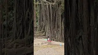 The 400-Year Old Enchanted Balete Tree Of Siquijor #siquijorisland #siquijorphilippines #balete