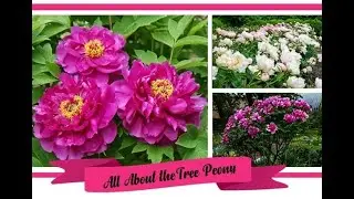 Tony Francis - Talk on Tree Peonies - Hosted by the Rockport Garden Club
