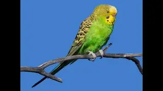 Budgerigar Bird || full details || # education