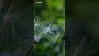 Sleep Hypnosis to Fall Asleep Fast (hypnosis waves), Sleep insomnia fix #meditaton #shorts