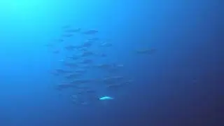 Porto Mari Dive