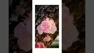 Indahnya Bunga Sakura di Musim Semi Jepang 🌸 #japan #photography #flowers #sakura #shortsfeed