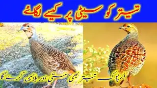 teetar ko seeti per lagany ka tareqa | How to train teetar on calling sound