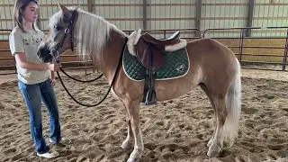 Jasmine- HTFAS 15yo Halflinger mare