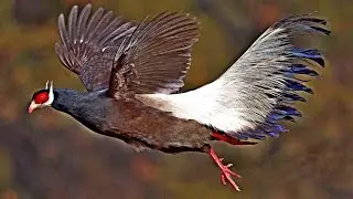 Brown-eared Pheasant