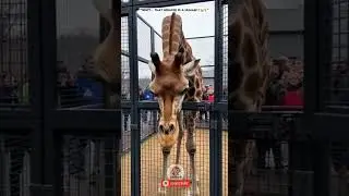A Giraffe Showed Up&hellip; But Look Closer 🦒😳 #shorts