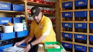 Basic introduction to breeding Mice.