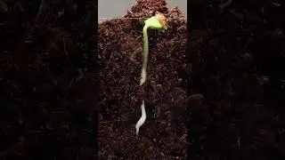 #timelapse #trandindvideos #trandingsong #trandingtopic #trandingtopik #transfer #trending