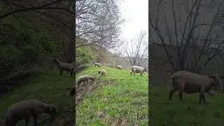 Switzerland, Valais 🇨🇭 Швейцария, Вале #short #shorts #nature #animals #beautiful #sheep #овцы
