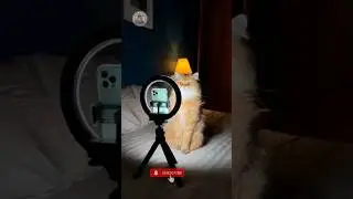 Caught RED-HANDED! Cat Doing Midnight LIVE 😹🌙 | Hilarious Cat Reaction #shorts #usa #europe #funny
