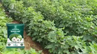 #HybridCotton #Bioseed6001 #MeraBioseedMeraVishwaas