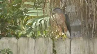 Cooper's hawk bush diving for sparrows -  unedited