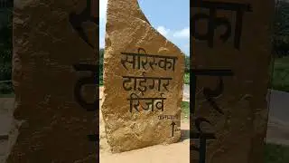 Sariska Tiger Reserve #sariska #tiger #reserve #staus