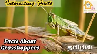 Facts About Grasshopper | In Tamil | Interesting Facts | Insects |MTC Homeschooling| Preethi Ranjith