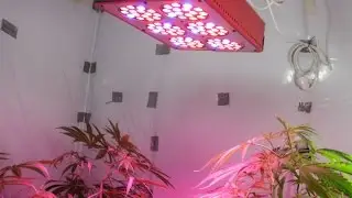 G8LED 240 Watt LED Grow Light Review