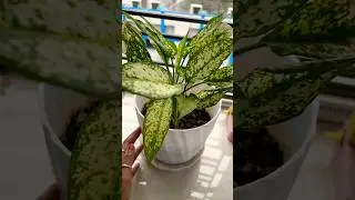 My indoor plant collection🪴#plants#plantlovers#indoorplants#plant#balconygarden#indoorgardening #yt