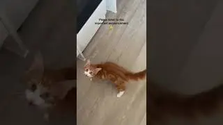 Listen for this important message #anime #cat #2024 #cats #cute #announcement