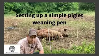 Getting Started with Pastured Pork - Simple Weaning Pen