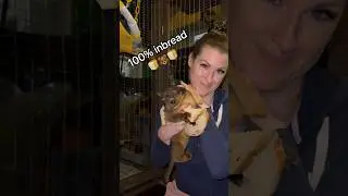 #kinkajou #животные Кто хочет сэндвич с Рутой? 🍞🐻🍞#kinkajou #тренд #kinkatopia
