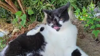 2025 09 30 さくら猫・地域猫④ ロロちゃん