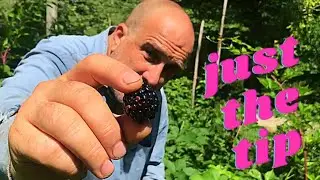 Just the Tip!  Picking Blackberries and Raspberries from June THROUGH November