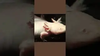 Interesting Animal Videos // Cute Amphibians 🥰 // Interesting Amphibian Videos