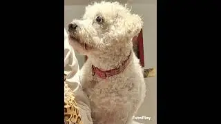 Kirby Evan - &ldquo;Old Dog&rdquo;