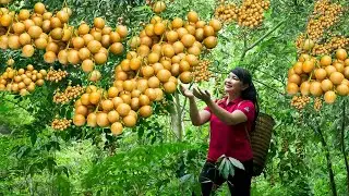 Harvest Loquat, goes to the market to sell - Harvesting and Cooking |Tieu Vy Real Life