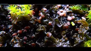 Collema subconveniens   by  THeo