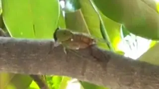 Cicada Singing It's Mating Call | Sound of a Male