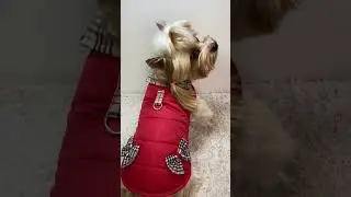😍  PDF Sewing Pattern Cute Dog Jacket + Photo Tutorial  #smalldogs  #diy #dogclothes #yorkie