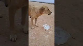 Dog Goes Crazy Over Food 😹🍖#shotsvideo #trending #funny