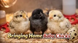 Bringing Home 11 Baby Chicks 🐣 | Brooder Setup & Breeds