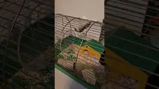 N&aacute;&scaron; křeček Ferda akrobat