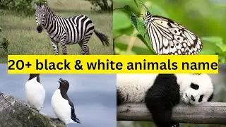 Black & white animals names | animals in black and white |@Toddlers animals names for kids