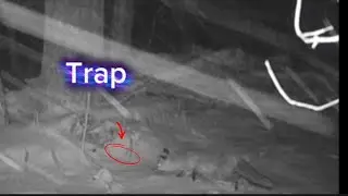 Trapping In The Snow , Not For The Faint Of Heart #Coyotes #Duke Traps #FoxTrapping #CoyoteBarking 