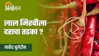 Chilli Market: Red chilli production in the country decreased this year? | Agrowon