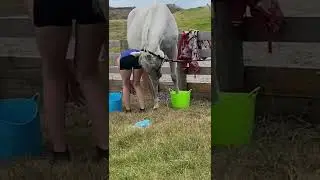Naughty horse 🤣 | ottb | soaking my horses hooves | Ronnie&rsquo;s Equine Siblings