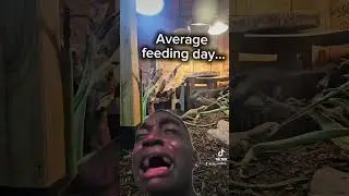 No thoughts go through that head  #reptilefeeding #animalhusbadry #reptiles #savvanahmonitor