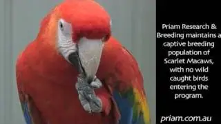 Priam Psittaculture Centre Scarlet Macaws (Ara macao) priam.com.au