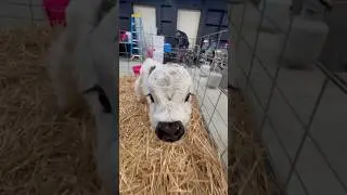 This #mini #highland is so adorable some thought she was fake. #farmlife #micromini #cow #minicow