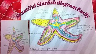 Most important diagram/Starfish diagram/स्टार मछली का चित्र बहोत ही आसानी से बनाए!!..