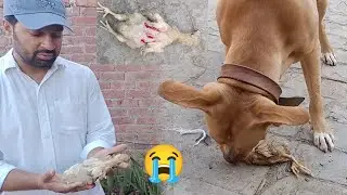 Lilly Pit Bull Dog Attack On Chicks 😰 - Pit Bull Na Choza Per Hamla Kr Diya - 3mbvlogs