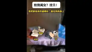 《北野新爸》1~3集 #猫meme #猫meme小剧场